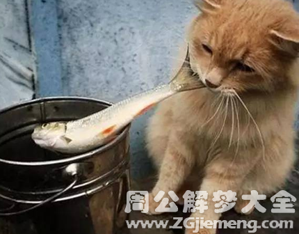 梦见猫偷鱼吃.png