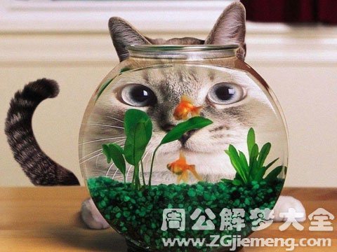 孕妇梦见猫吃鱼.jpg