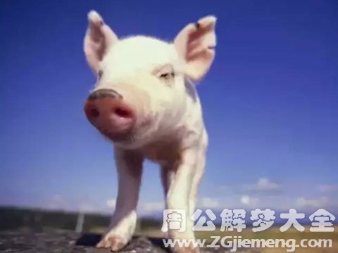 梦见一只猪.jpg