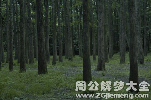 森林见鬼.jpg