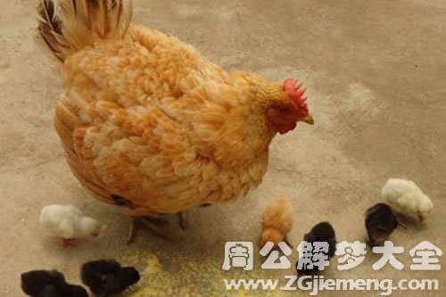 鸡吃米.jpg