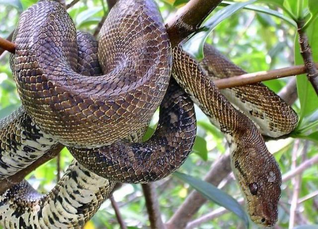 动植物成精：蟒蛇渡劫和树精害人