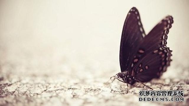 是蝴蝶,就不怕翅膀上的雨水