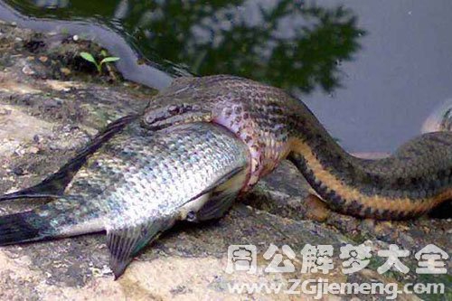孕妇梦见蛇吃鱼