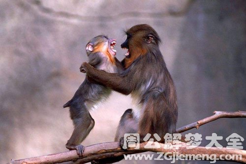 猩猩和猴子打架