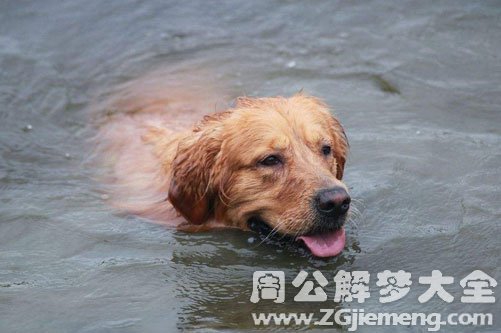 梦见狗游泳