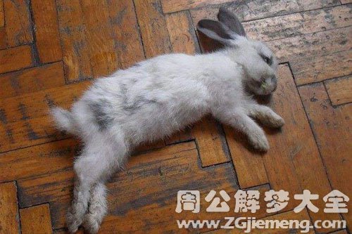 死兔子