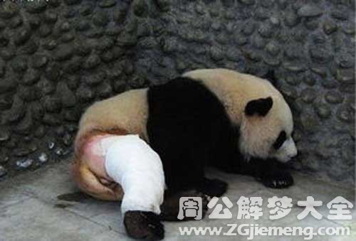 熊猫受伤