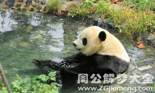 熊猫游泳