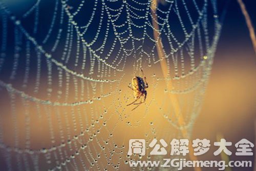 梦见蜘蛛网缠身