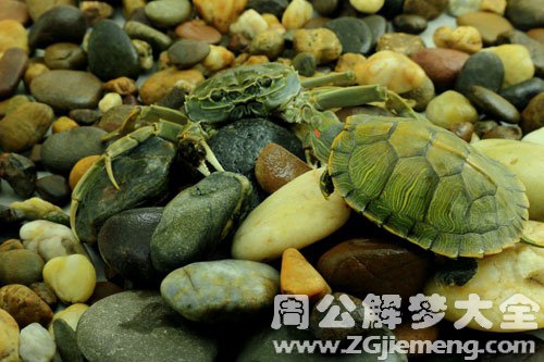 螃蟹和乌龟