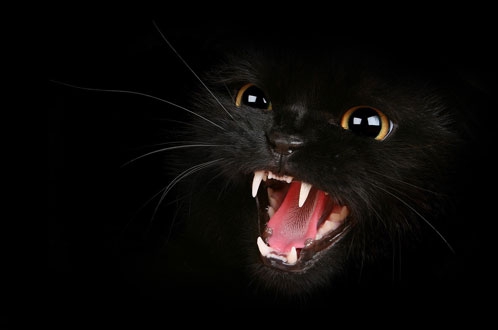 黑猫报仇