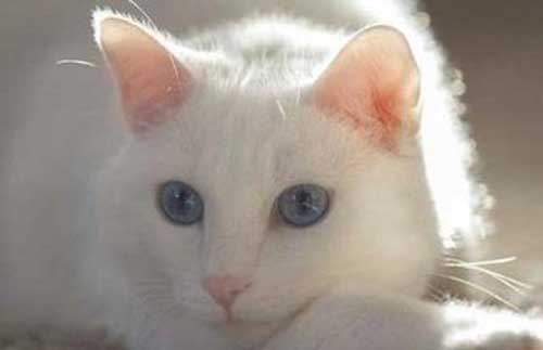 梦见白猫受伤