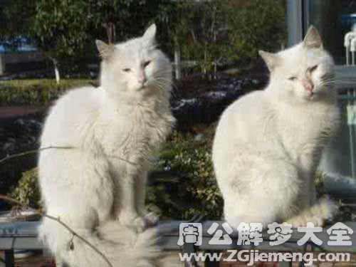 梦见两只白猫