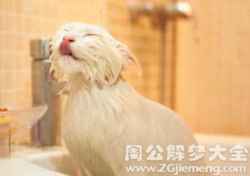 梦见给白猫洗澡