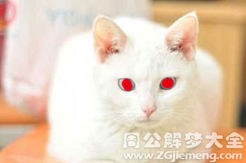 梦见白猫眼睛是红色的