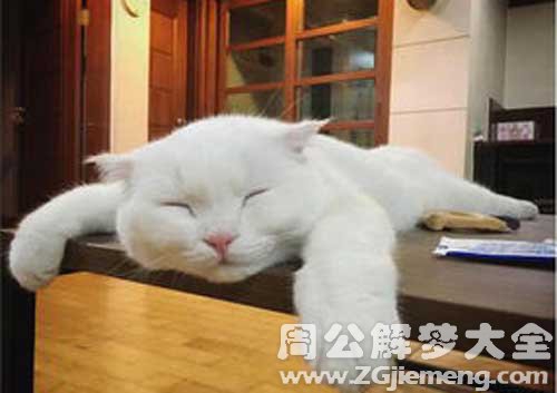 梦见白猫睡着了