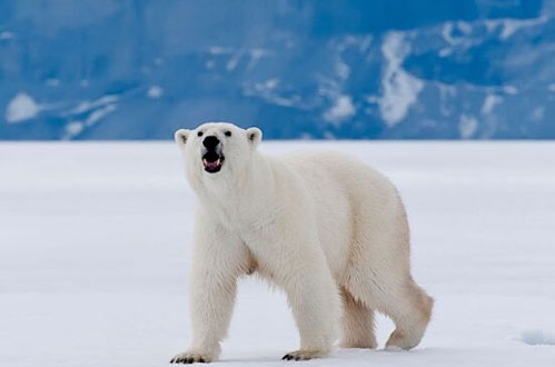 遭遇北极熊