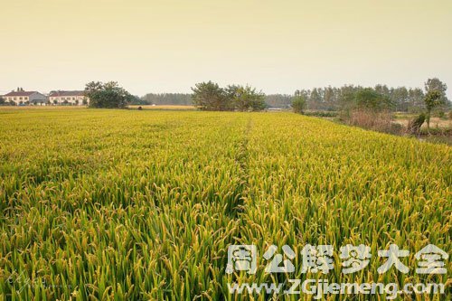 稻田很多草