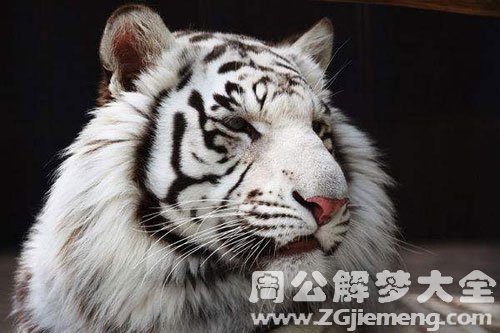 做梦梦见白色的老虎