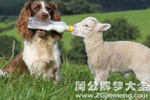 梦见狗吃羊