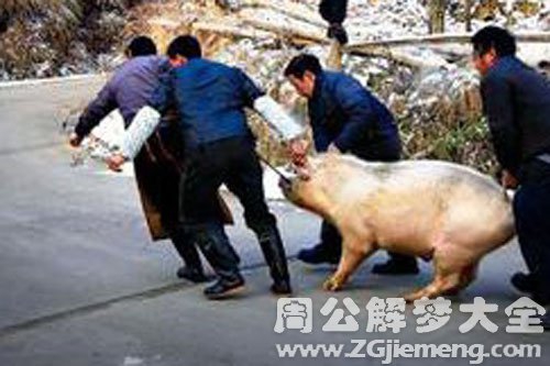 猪被杀了