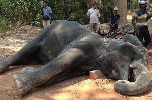 被虐待的大象