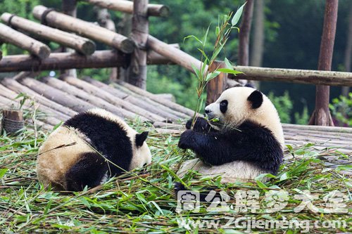 梦见旅游看大熊猫