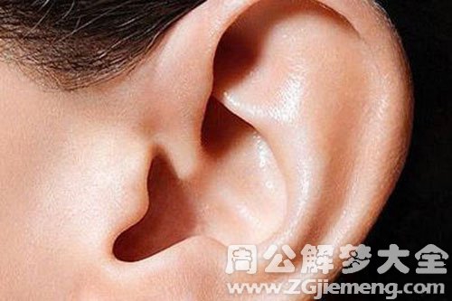 耳朵