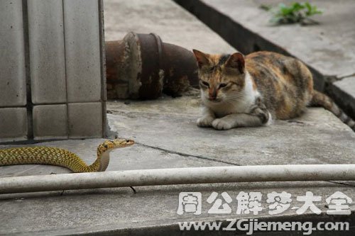 梦见猫和蛇在一起