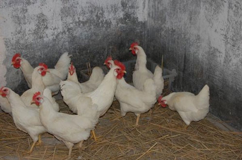 家中孵出七只白鸡-结果接连去世七个人