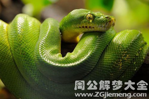 绿色蛇