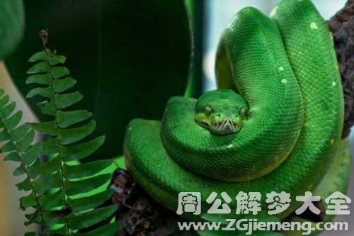 孕妇梦见绿色的蟒蛇