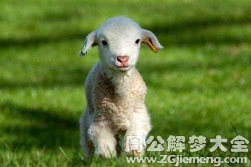 梦见刚出生的小羊