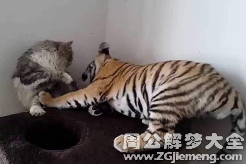 梦见老虎要吃猫