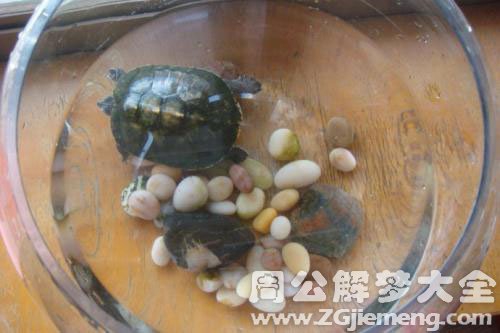 乌龟在鱼缸里