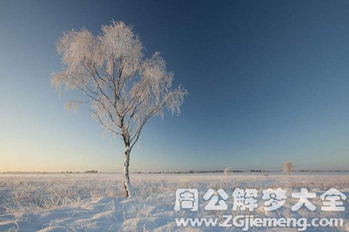 梦见雪地里的树