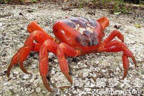 红螃蟹