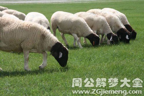 羊吃麦苗