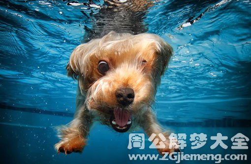 梦见小狗在水里