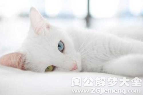 梦见抱白猫