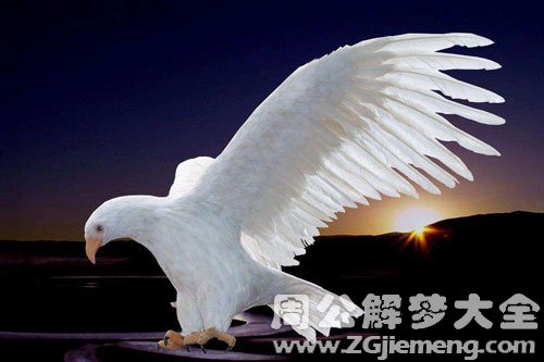 白色的鹰