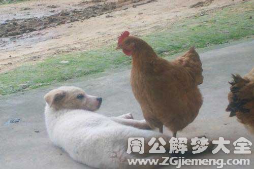 梦见鸡和狗打架