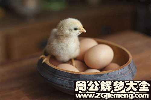 孕妇梦见鸡和鸡蛋