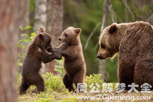 熊打架