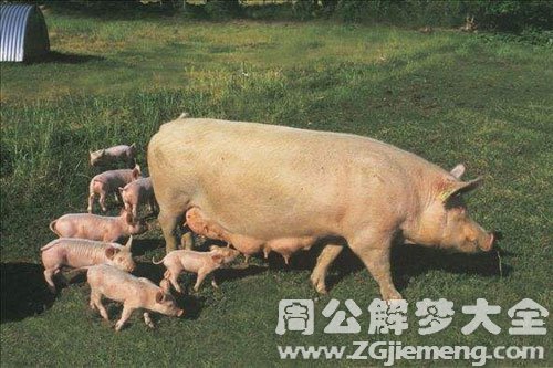母猪怀孕