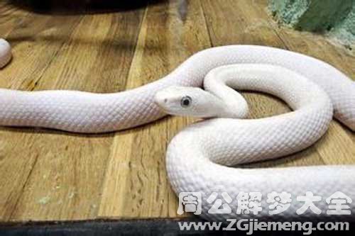 梦见白色的大蛇