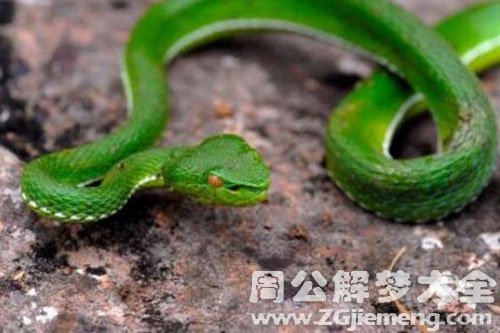 绿色小蛇