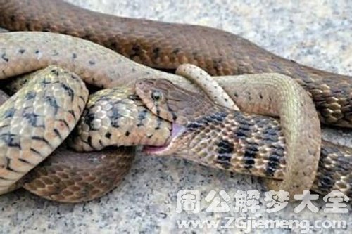 蛇吃蛇