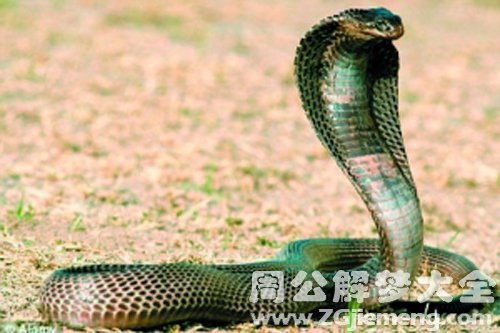 毒蛇.jpg